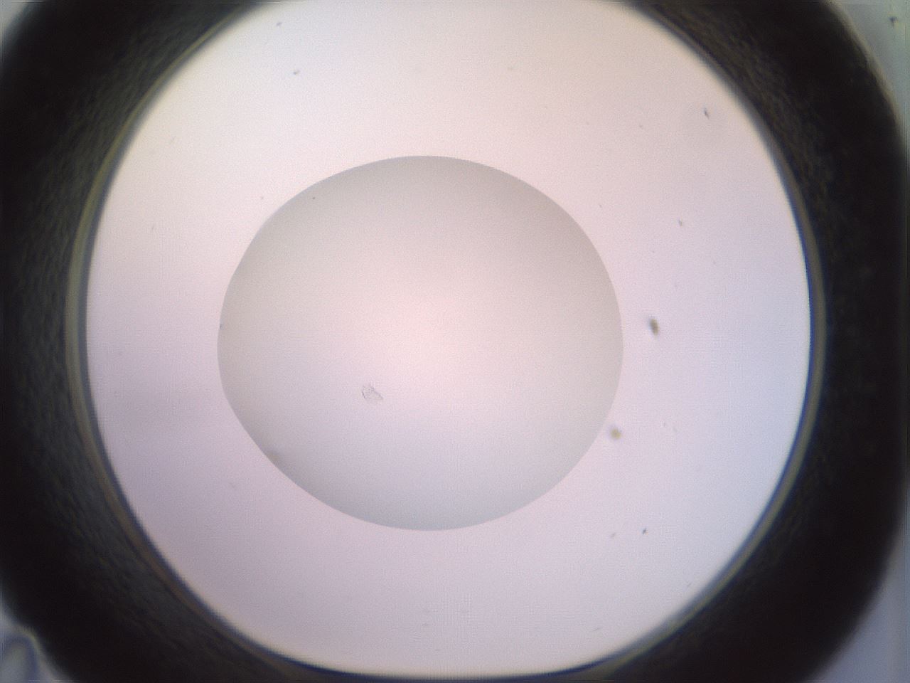 folderID852_plateID1852_batchID7891_wellNum35_profileID1_d1_r124002_ef.jpg