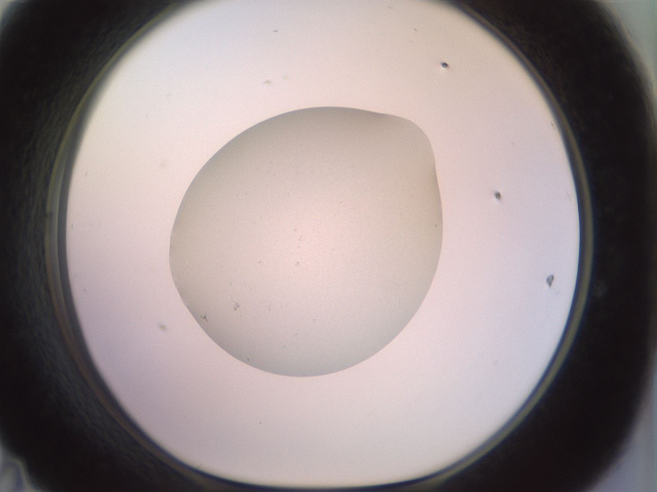 folderID854_plateID1854_batchID7886_wellNum47_profileID1_d1_r123642_ef.jpg