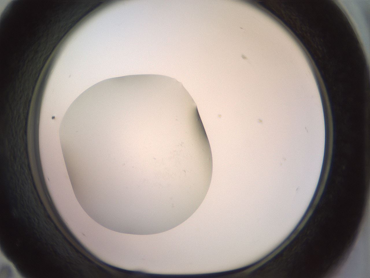 folderID854_plateID1854_batchID7886_wellNum59_profileID1_d1_r123666_ef.jpg