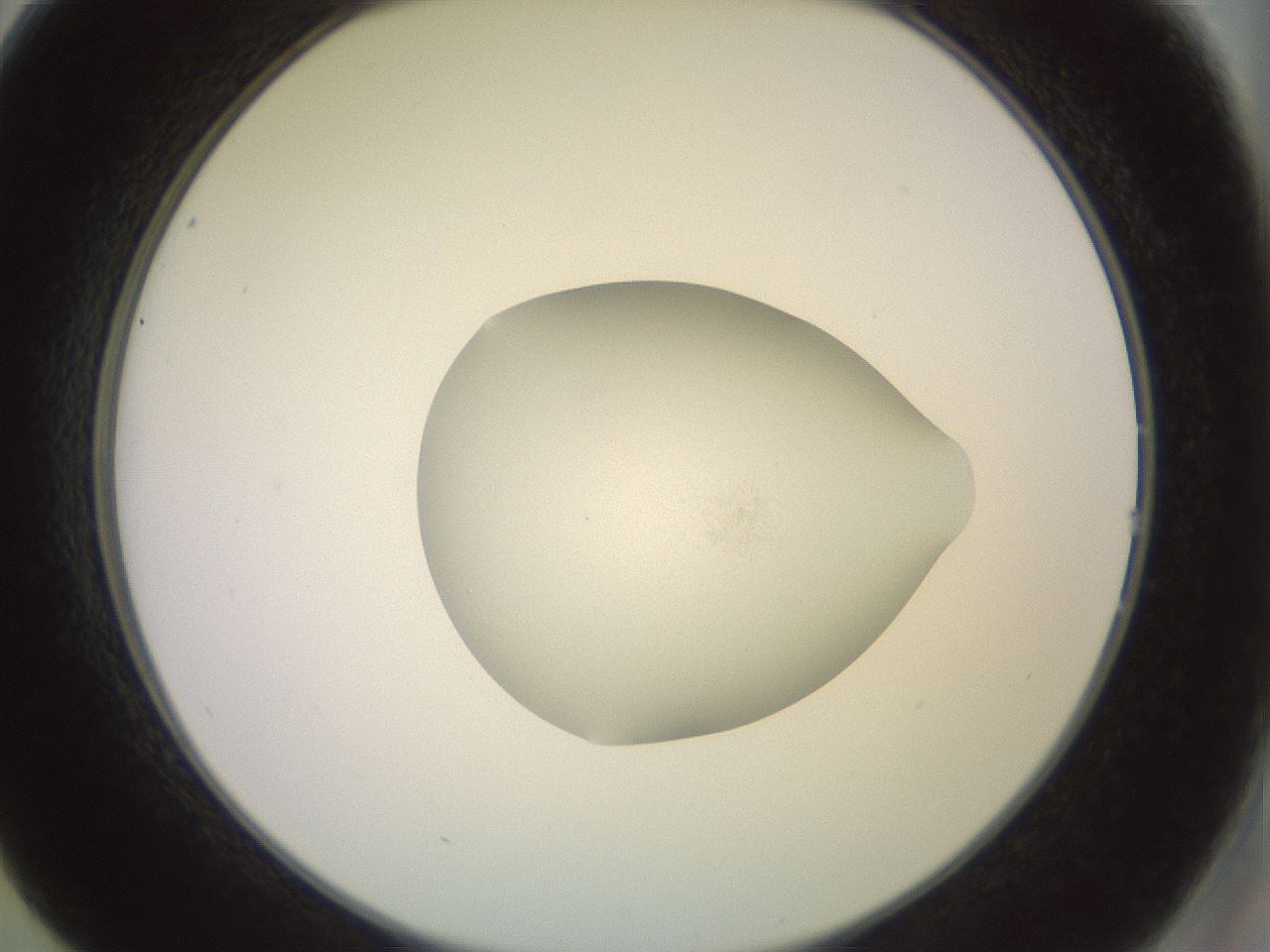 folderID855_plateID1855_batchID7906_wellNum14_profileID1_d2_r124537_ef.jpg