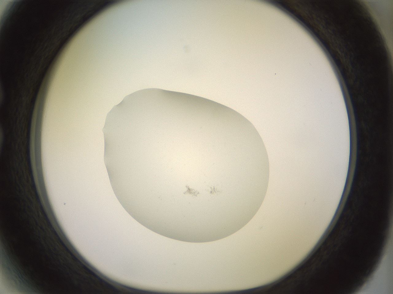 folderID855_plateID1855_batchID7906_wellNum27_profileID1_d1_r124562_ef.jpg