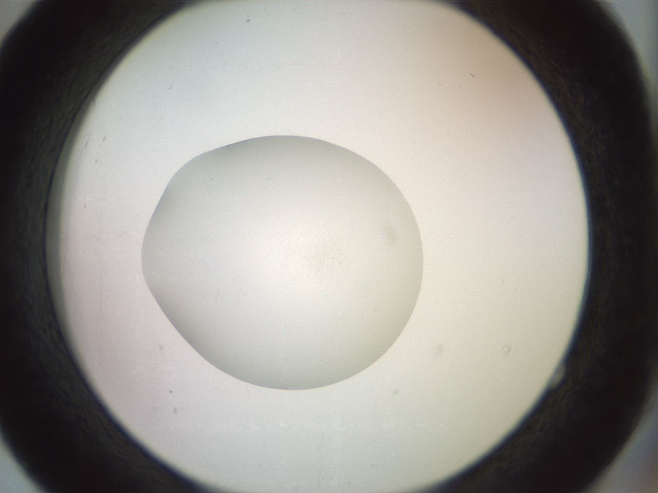 folderID855_plateID1855_batchID7906_wellNum52_profileID1_d2_r124613_ef.jpg