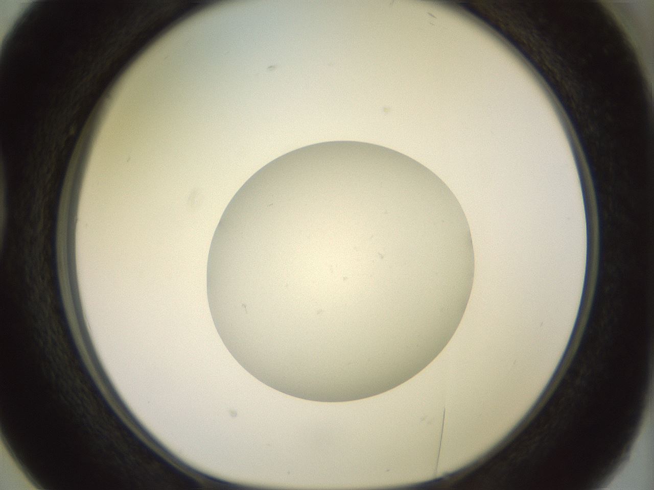 folderID850_plateID1850_batchID7884_wellNum38_profileID1_d1_r123432_ef.jpg