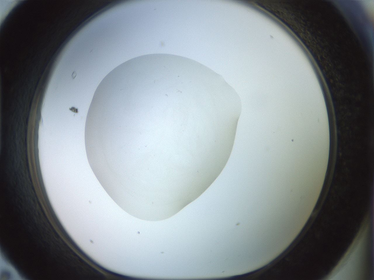 folderID856_plateID1856_batchID7888_wellNum95_profileID1_d1_r123930_ef.jpg