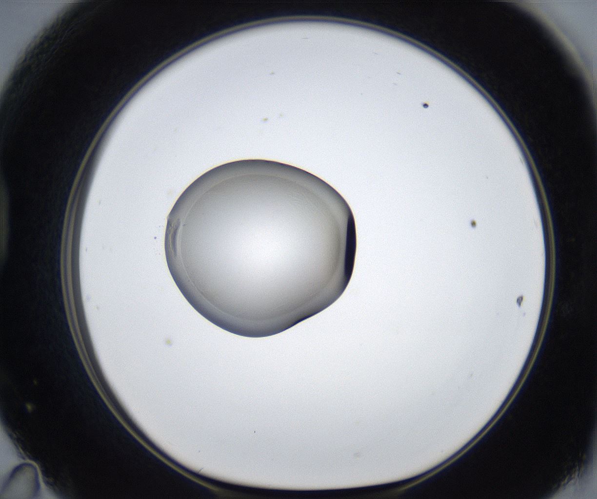 folderID860_plateID2860_batchID15406_wellNum47_profileID1_d1_r233972_ef.jpg