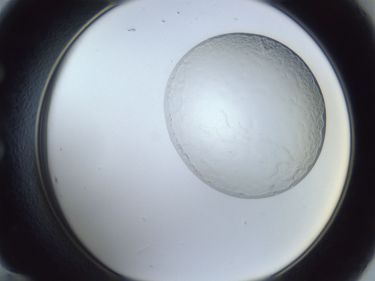folderID879_plateID879_batchID1098_wellNum60_profileID1_d1_r31621_ef.jpg