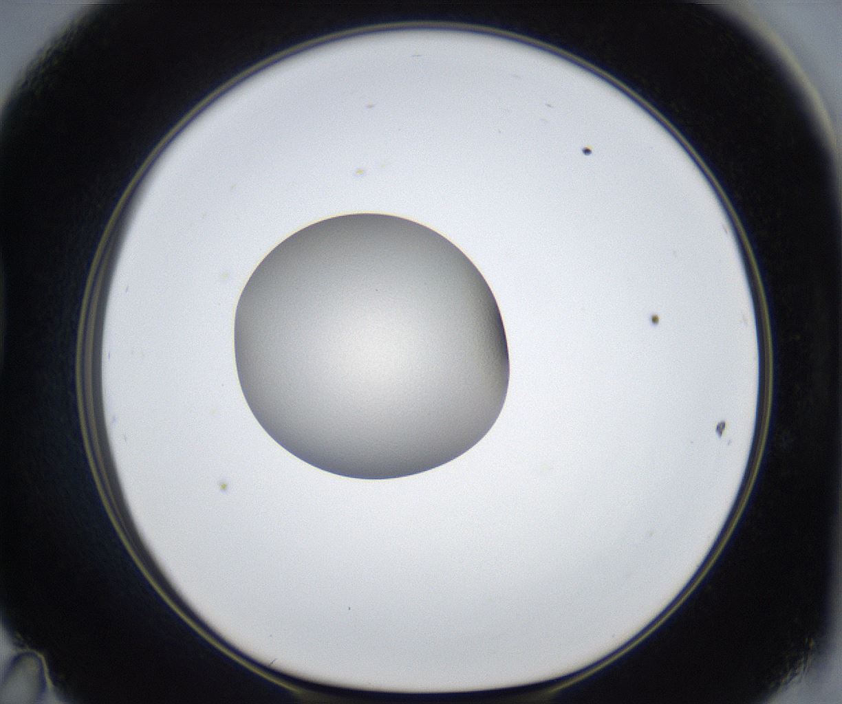 folderID884_plateID2884_batchID15546_wellNum47_profileID1_d1_r236522_ef.jpg