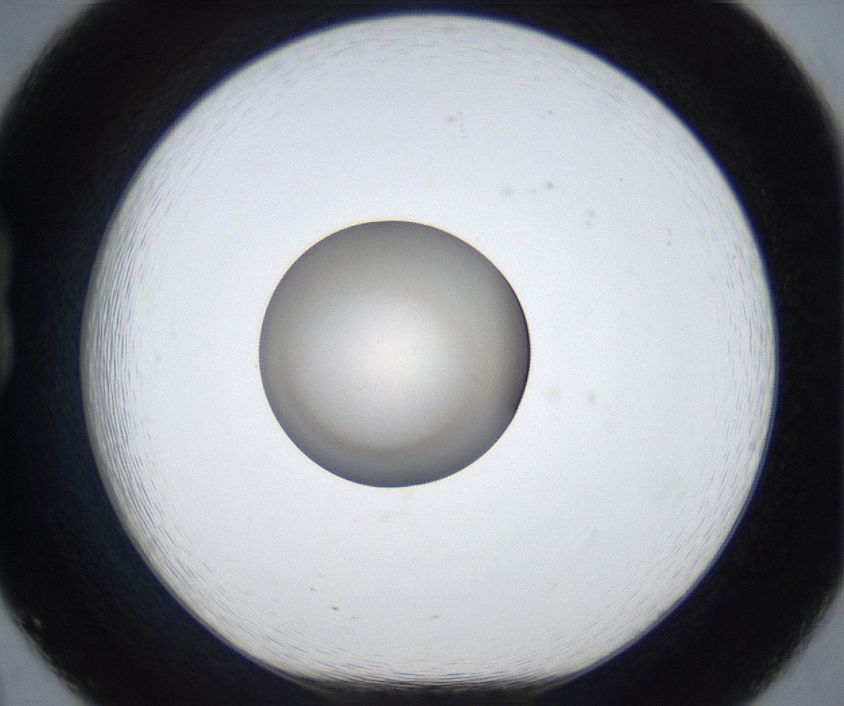folderID886_plateID2886_batchID15442_wellNum20_profileID1_d1_r236591_ef.jpg