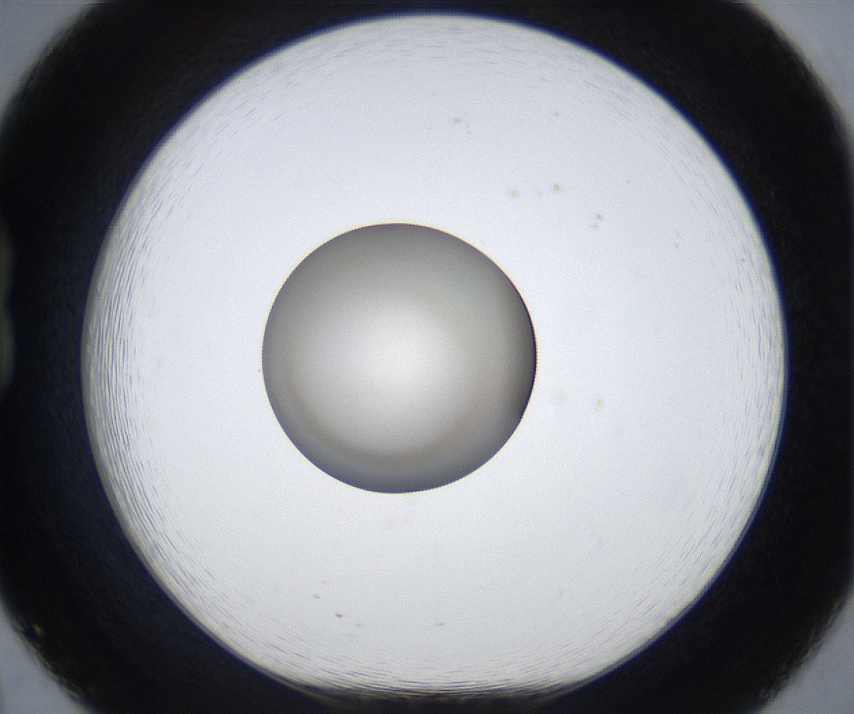 folderID886_plateID2886_batchID15464_wellNum20_profileID1_d1_r236591_ef.jpg