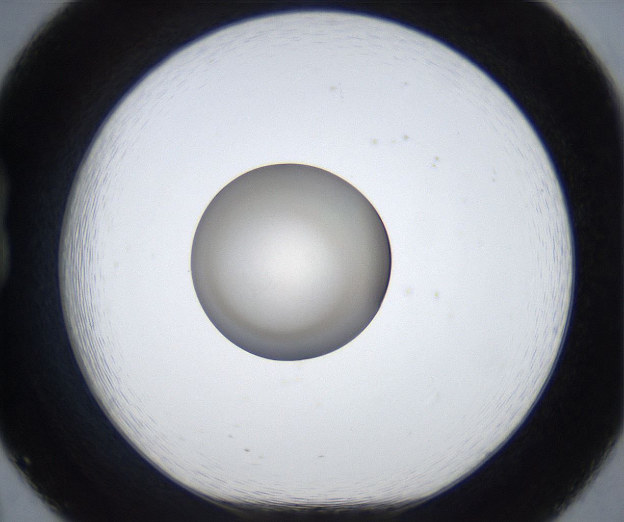 folderID886_plateID2886_batchID15549_wellNum20_profileID1_d1_r236591_ef.jpg