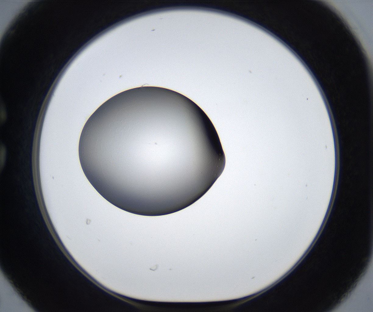 folderID890_plateID2890_batchID15468_wellNum30_profileID1_d1_r236793_ef.jpg