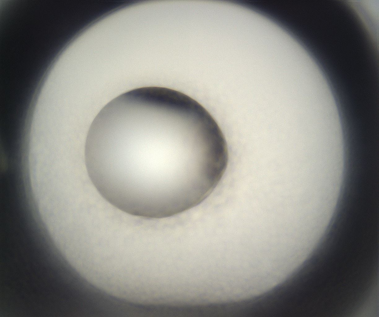 folderID891_plateID2891_batchID15475_wellNum2_profileID1_d1_r237437_ef.jpg