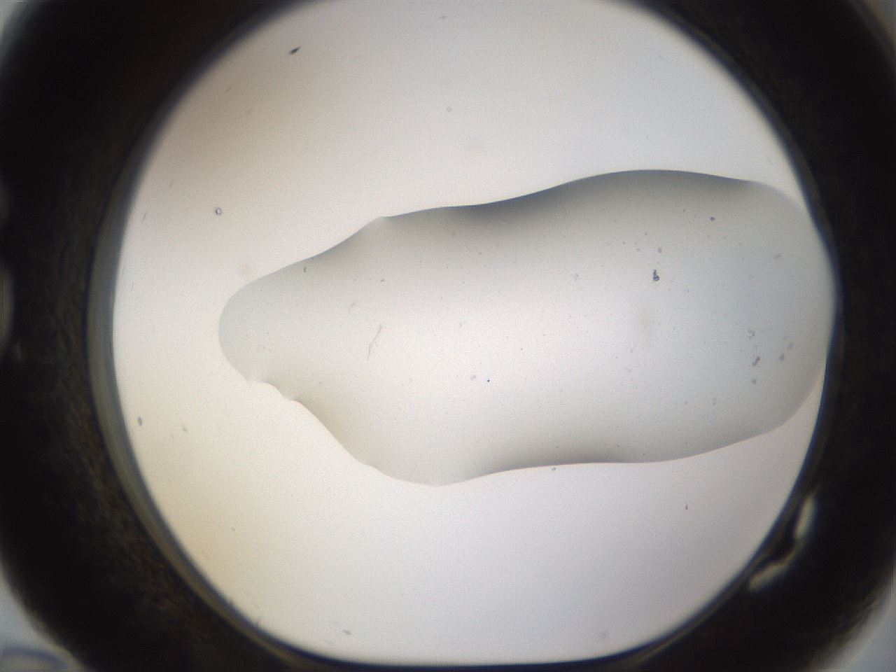 folderID895_plateID2895_batchID15880_wellNum82_profileID1_d1_r242721_ef.jpg