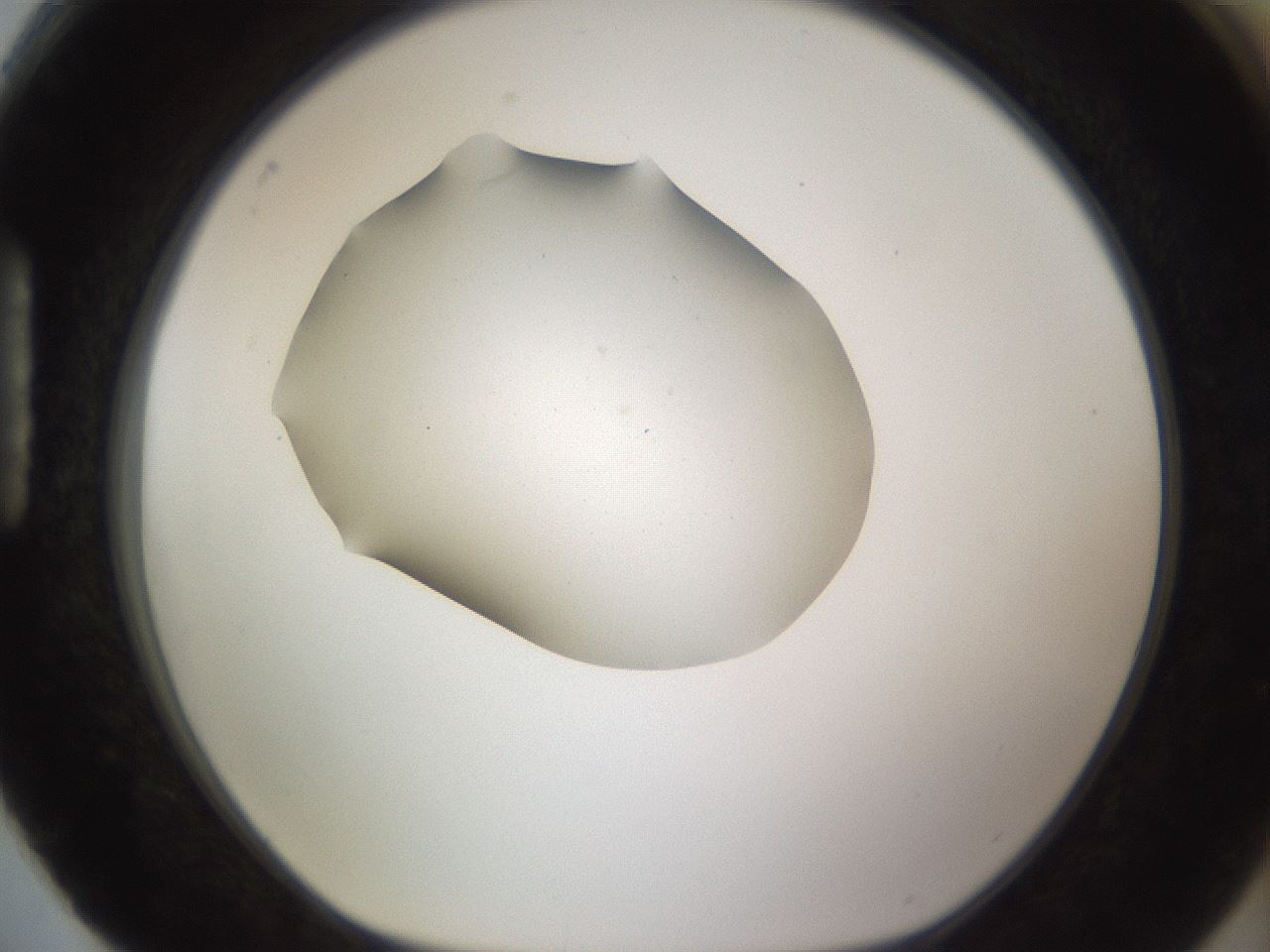 folderID895_plateID2895_batchID15880_wellNum88_profileID1_d1_r242727_ef.jpg