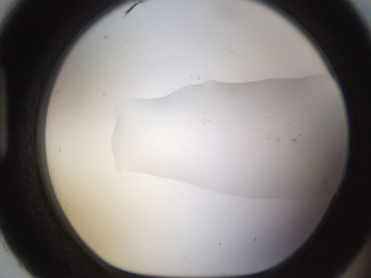 folderID895_plateID2895_batchID15880_wellNum93_profileID1_d1_r242732_ef.jpg