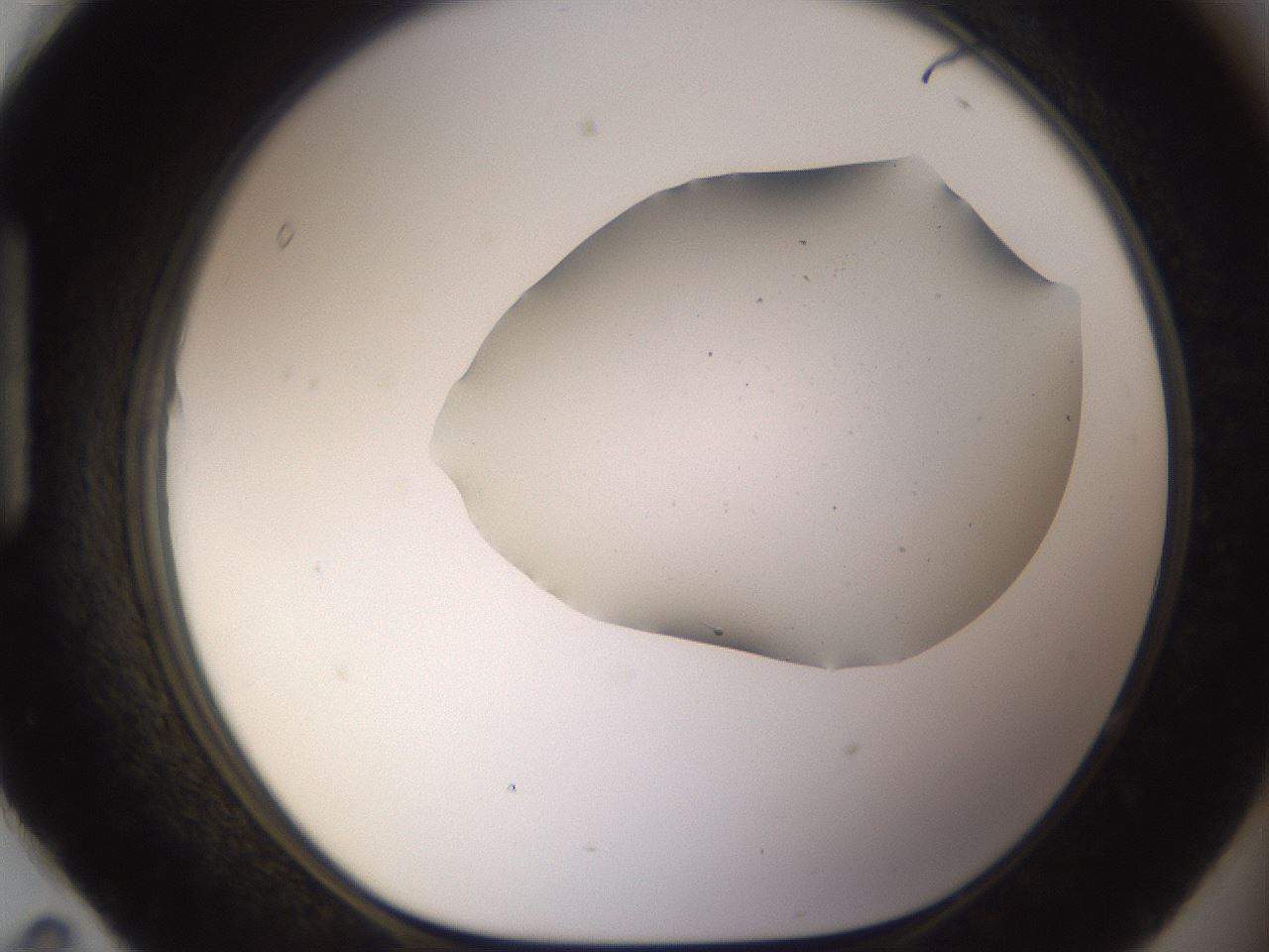 folderID895_plateID2895_batchID15880_wellNum95_profileID1_d1_r242734_ef.jpg