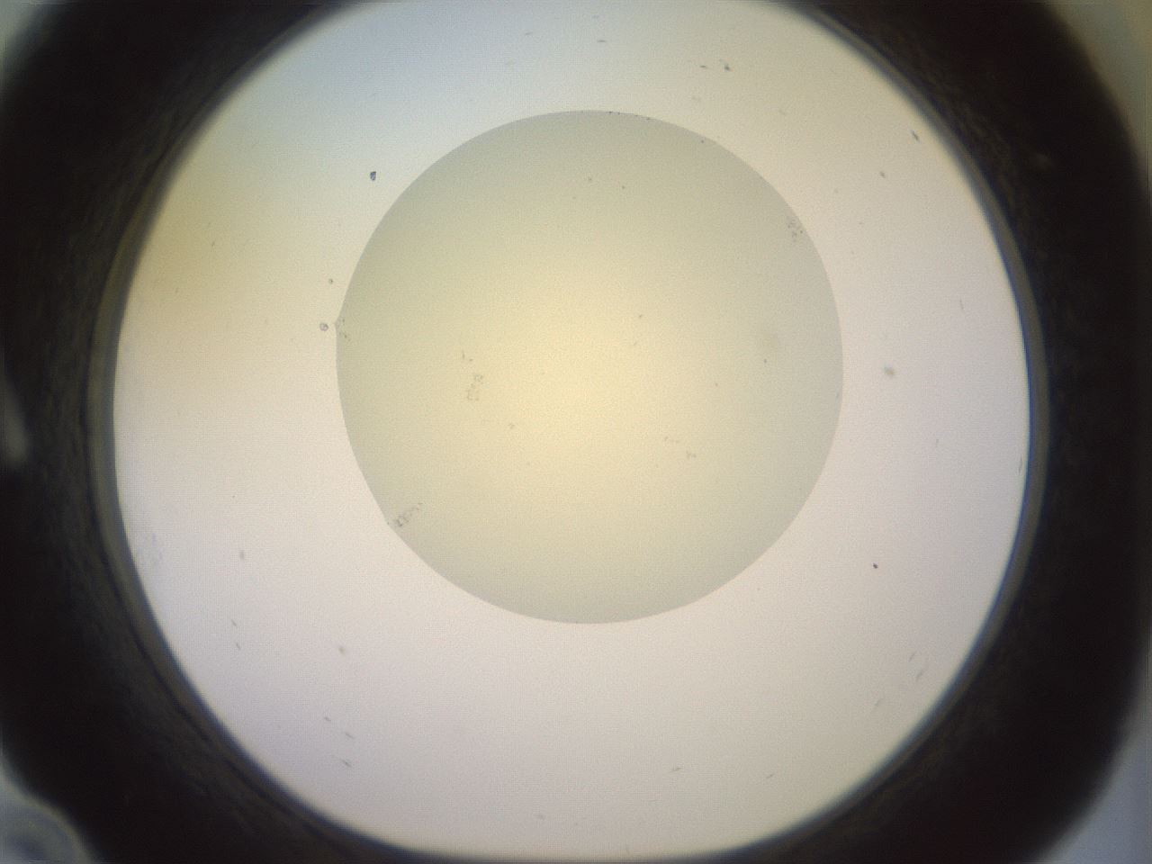 folderID902_plateID1902_batchID8137_wellNum10_profileID1_d1_r127100_ef.jpg