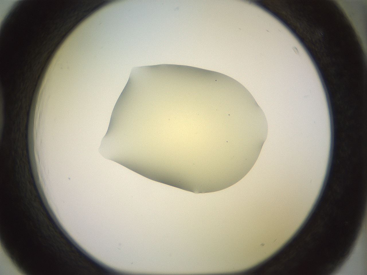 folderID902_plateID1902_batchID8137_wellNum39_profileID1_d1_r127129_ef.jpg