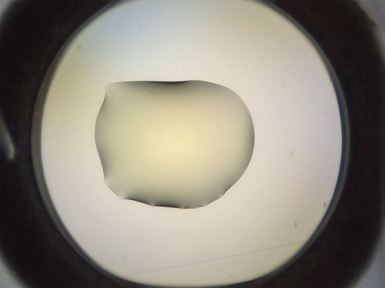 folderID902_plateID1902_batchID8137_wellNum3_profileID1_d1_r127093_ef.jpg