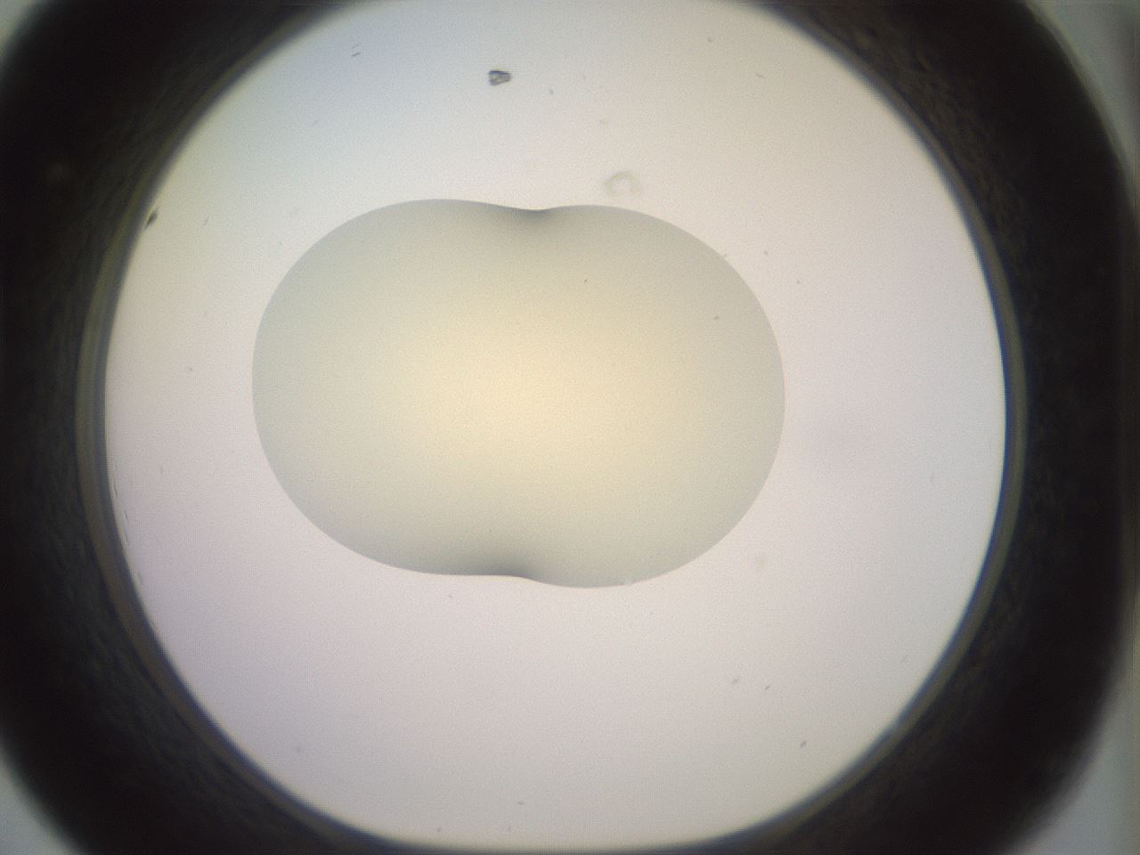 folderID902_plateID1902_batchID8137_wellNum44_profileID1_d1_r127134_ef.jpg
