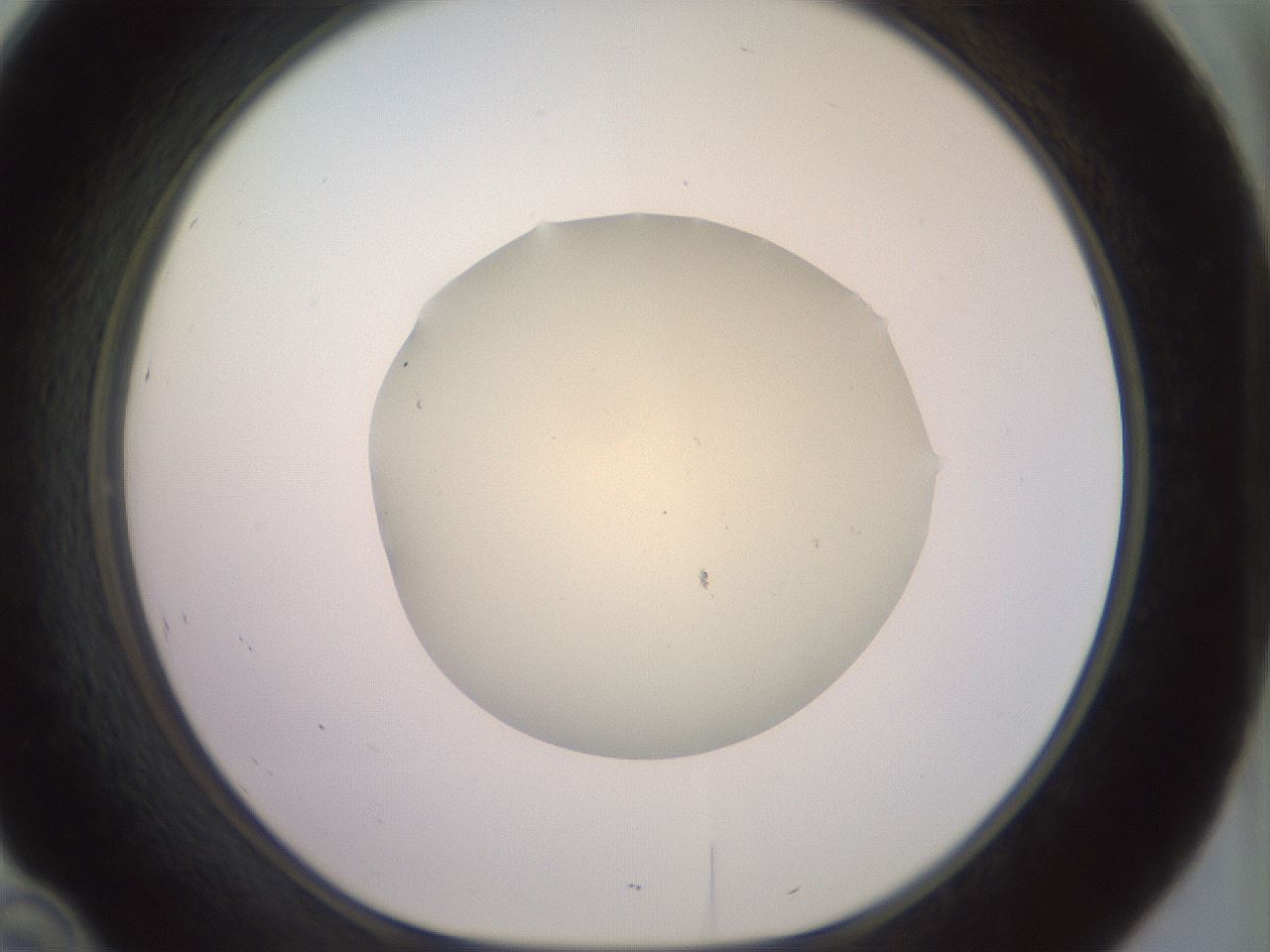 folderID902_plateID1902_batchID8137_wellNum46_profileID1_d1_r127136_ef.jpg
