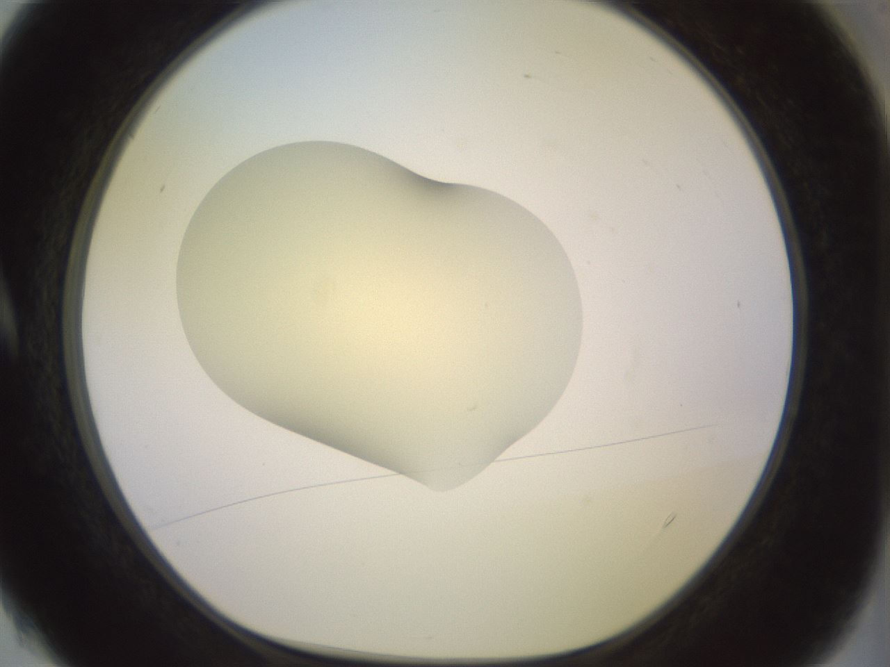 folderID902_plateID1902_batchID8137_wellNum4_profileID1_d1_r127094_ef.jpg