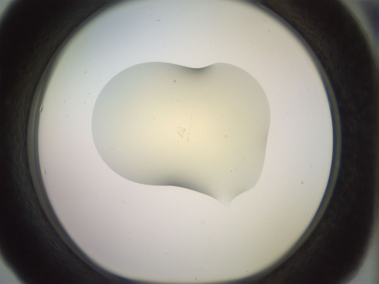 folderID902_plateID1902_batchID8137_wellNum53_profileID1_d1_r127143_ef.jpg