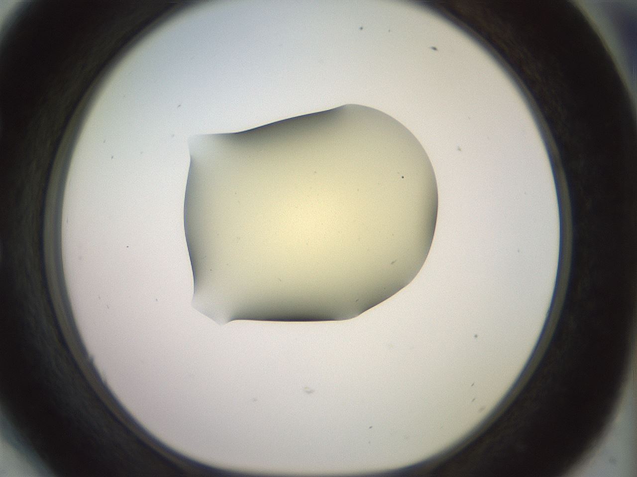 folderID902_plateID1902_batchID8137_wellNum54_profileID1_d1_r127144_ef.jpg
