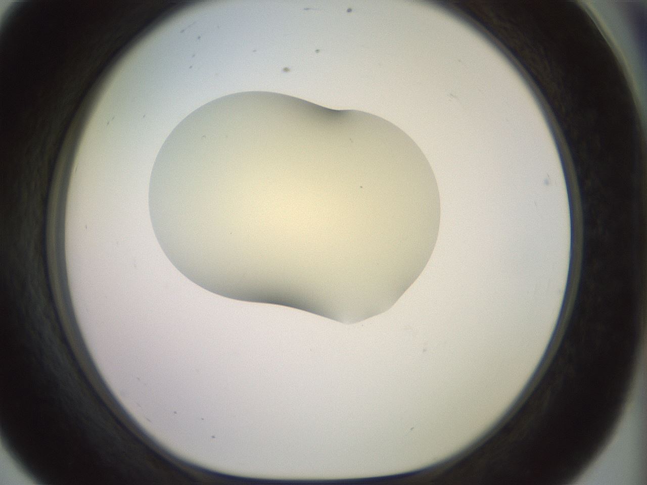 folderID902_plateID1902_batchID8137_wellNum56_profileID1_d1_r127146_ef.jpg