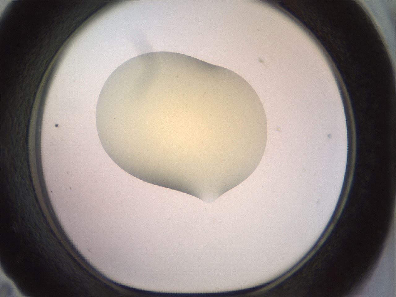 folderID902_plateID1902_batchID8137_wellNum59_profileID1_d1_r127149_ef.jpg