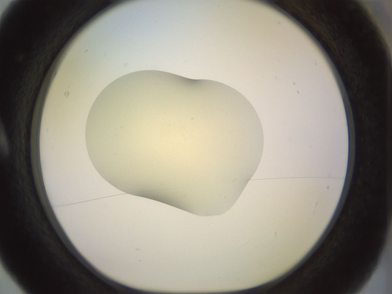 folderID902_plateID1902_batchID8137_wellNum5_profileID1_d1_r127095_ef.jpg