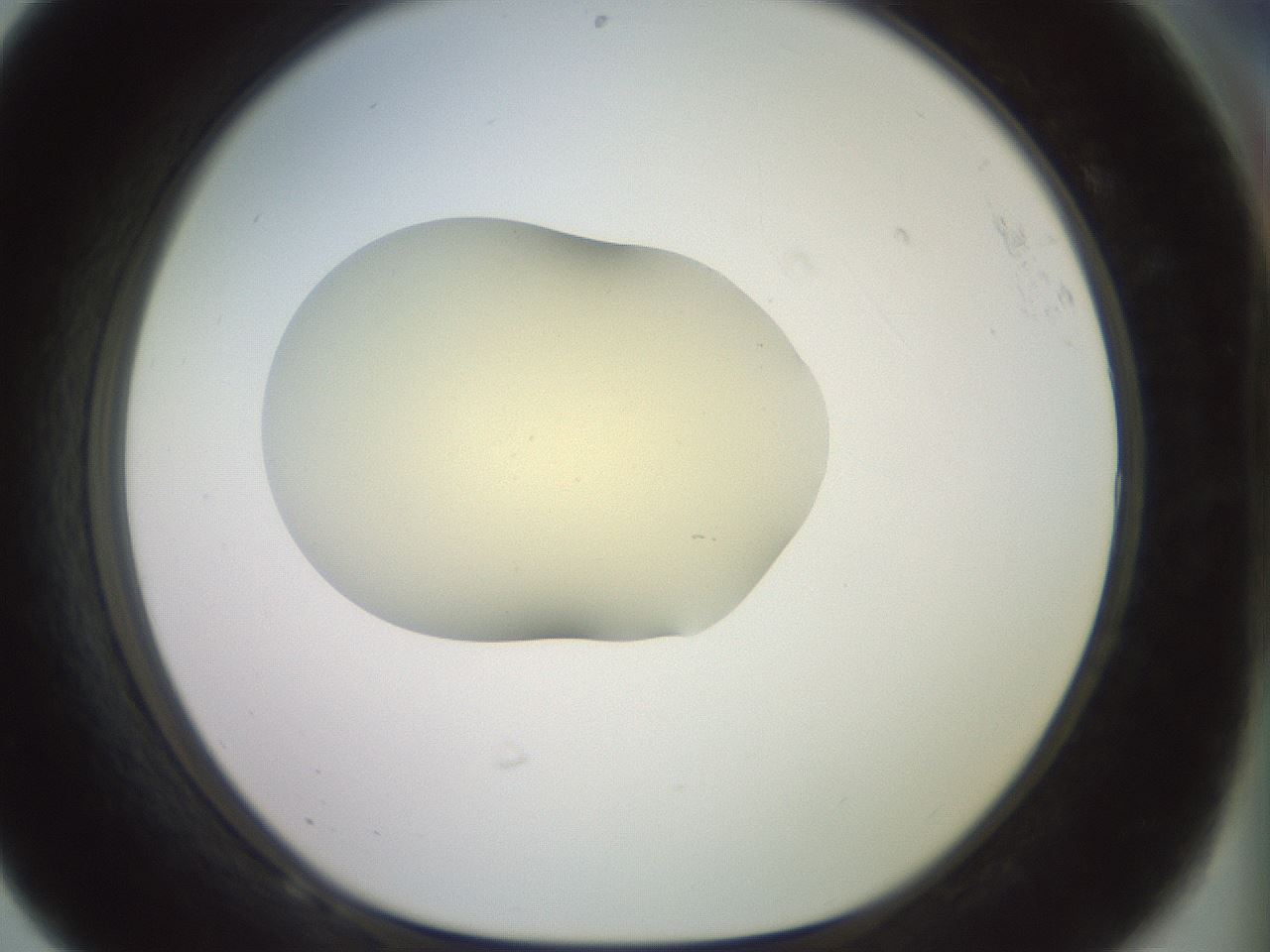 folderID902_plateID1902_batchID8137_wellNum68_profileID1_d1_r127158_ef.jpg