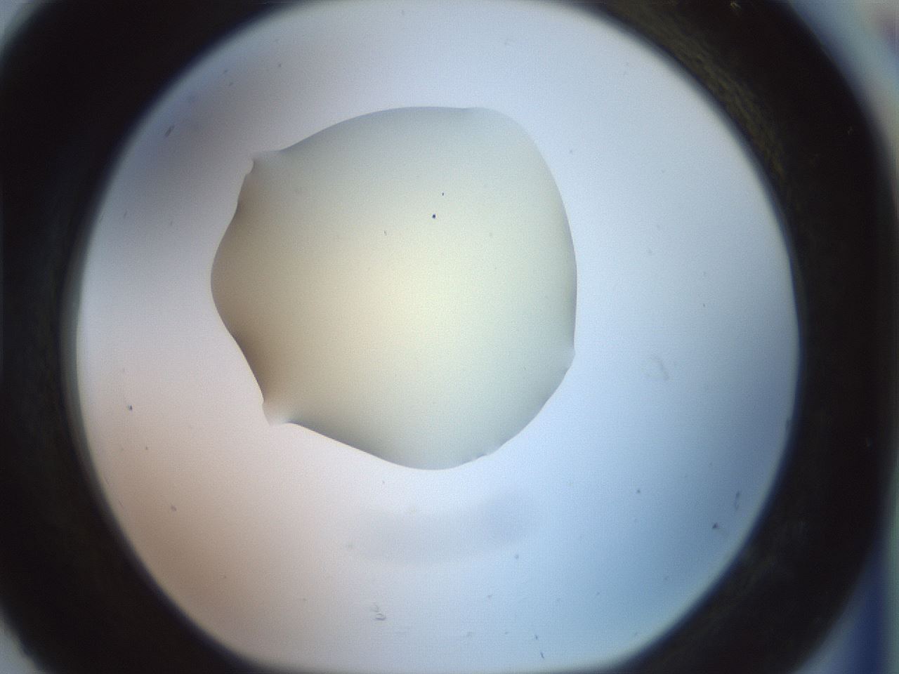 folderID902_plateID1902_batchID8137_wellNum92_profileID1_d1_r127182_ef.jpg