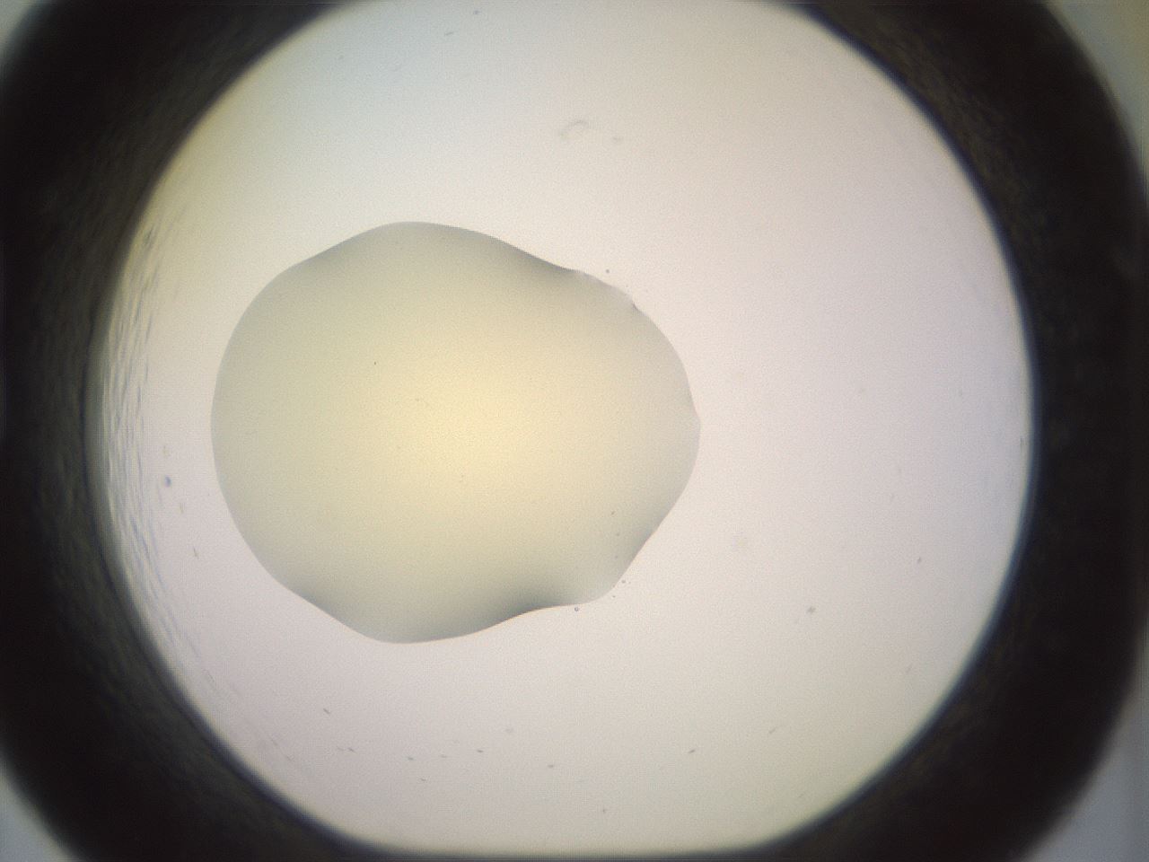 folderID903_plateID1903_batchID8141_wellNum19_profileID1_d1_r127493_ef.jpg