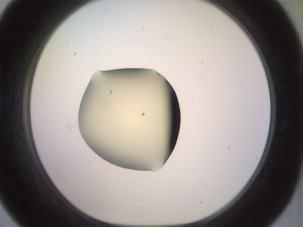 folderID903_plateID1903_batchID8141_wellNum21_profileID1_d1_r127495_ef.jpg