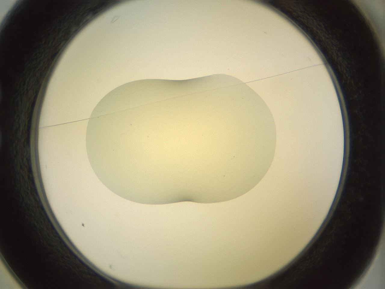 folderID903_plateID1903_batchID8141_wellNum25_profileID1_d1_r127499_ef.jpg