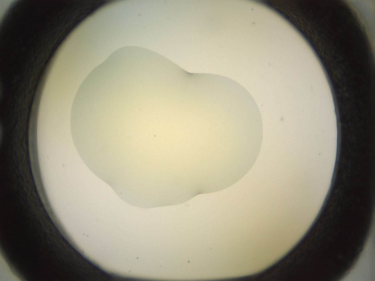 folderID903_plateID1903_batchID8141_wellNum26_profileID1_d1_r127500_ef.jpg