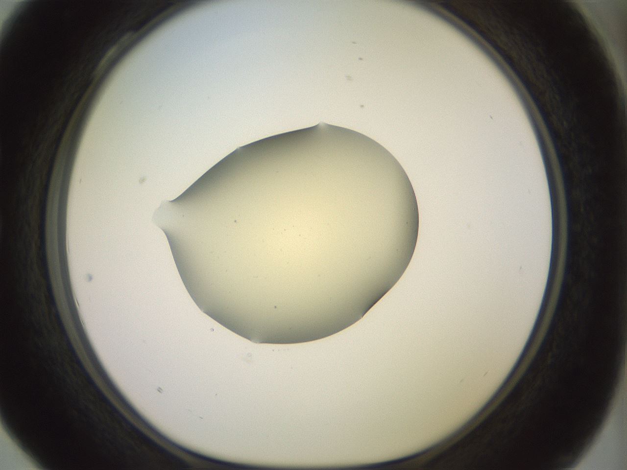 folderID903_plateID1903_batchID8141_wellNum28_profileID1_d1_r127502_ef.jpg