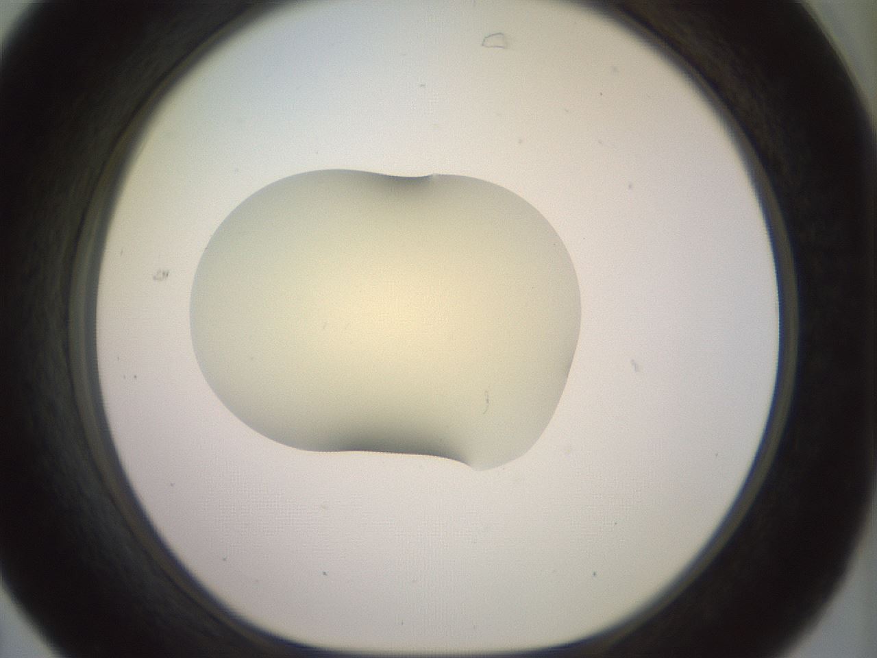 folderID903_plateID1903_batchID8141_wellNum31_profileID1_d1_r127505_ef.jpg