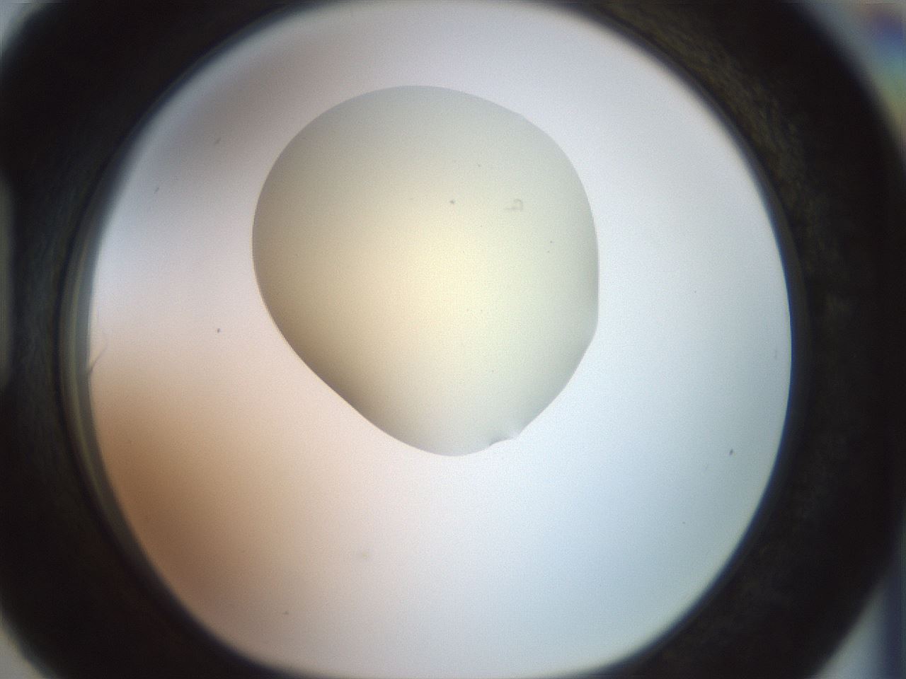 folderID902_plateID1902_batchID8137_wellNum90_profileID1_d1_r127180_ef.jpg