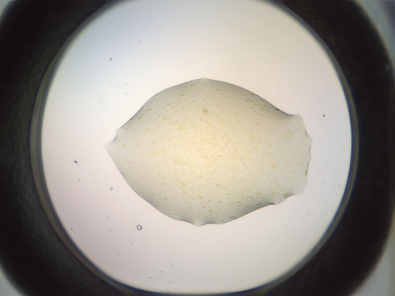 folderID903_plateID1903_batchID8141_wellNum57_profileID1_d1_r127531_ef.jpg