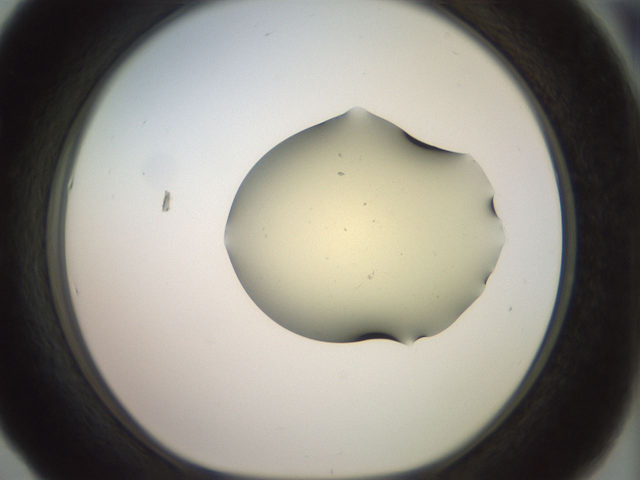 folderID904_plateID1904_batchID8139_wellNum53_profileID1_d1_r127335_ef.jpg