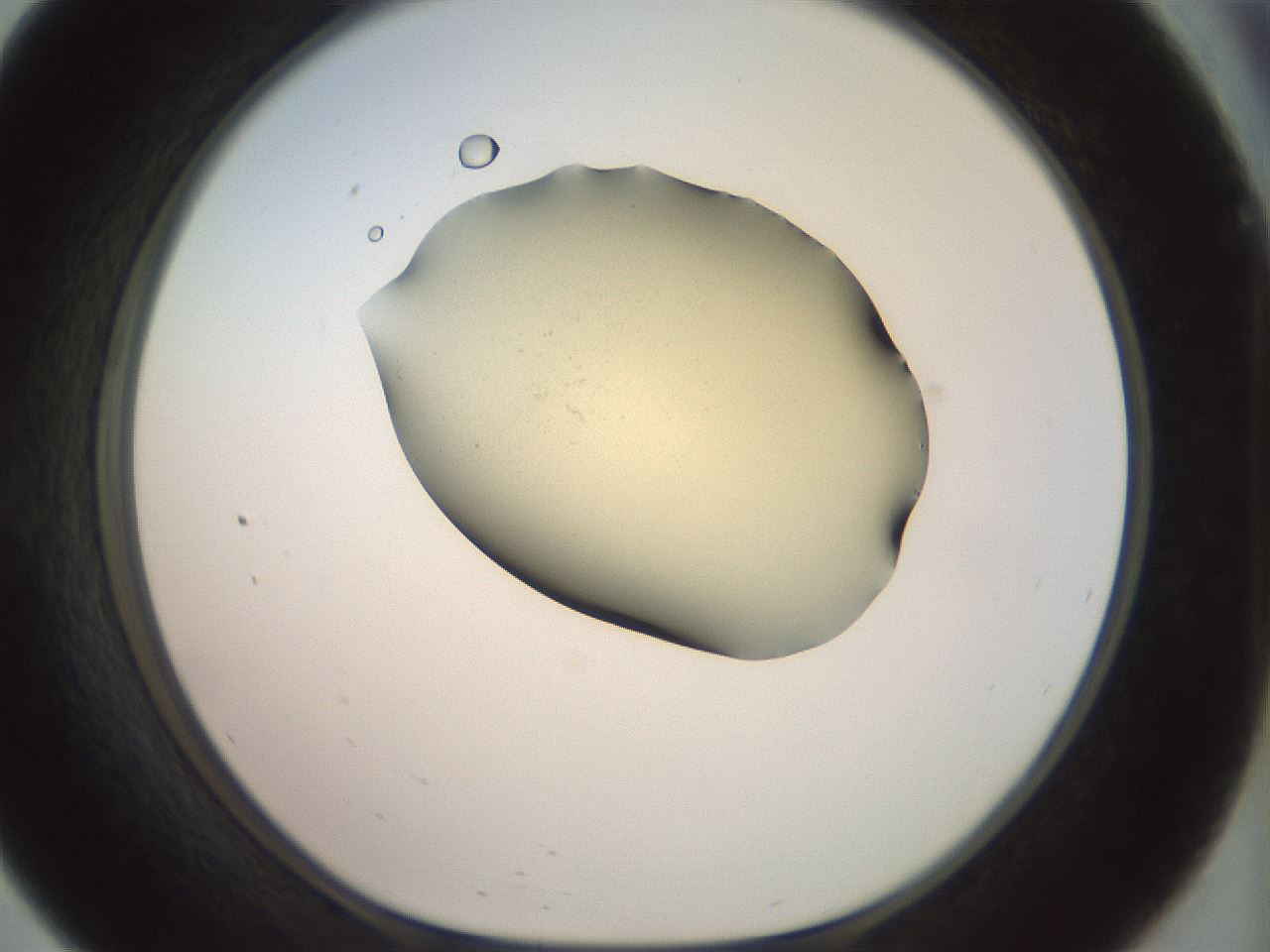 folderID904_plateID1904_batchID8139_wellNum57_profileID1_d1_r127339_ef.jpg