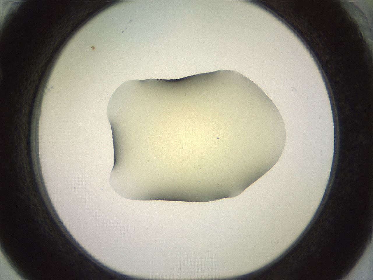 folderID904_plateID1904_batchID8139_wellNum61_profileID1_d1_r127343_ef.jpg