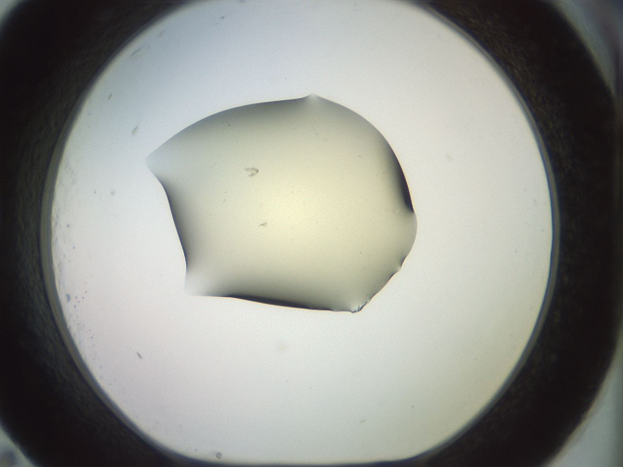 folderID904_plateID1904_batchID8139_wellNum83_profileID1_d1_r127365_ef.jpg