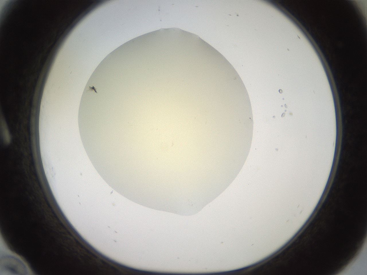 folderID905_plateID1905_batchID8130_wellNum10_profileID1_d1_r127196_ef.jpg