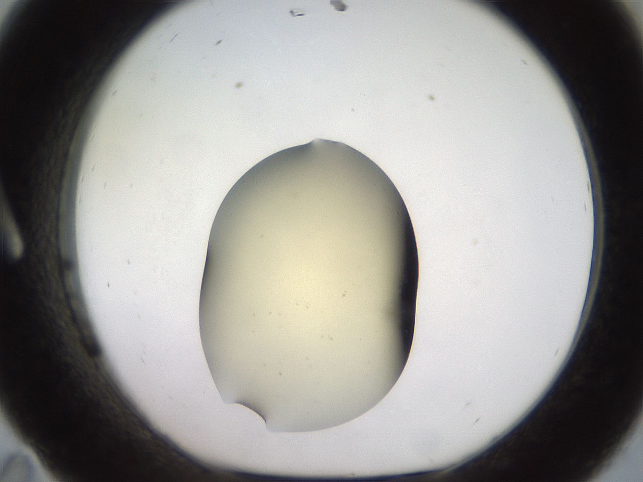 folderID905_plateID1905_batchID8130_wellNum11_profileID1_d1_r127197_ef.jpg