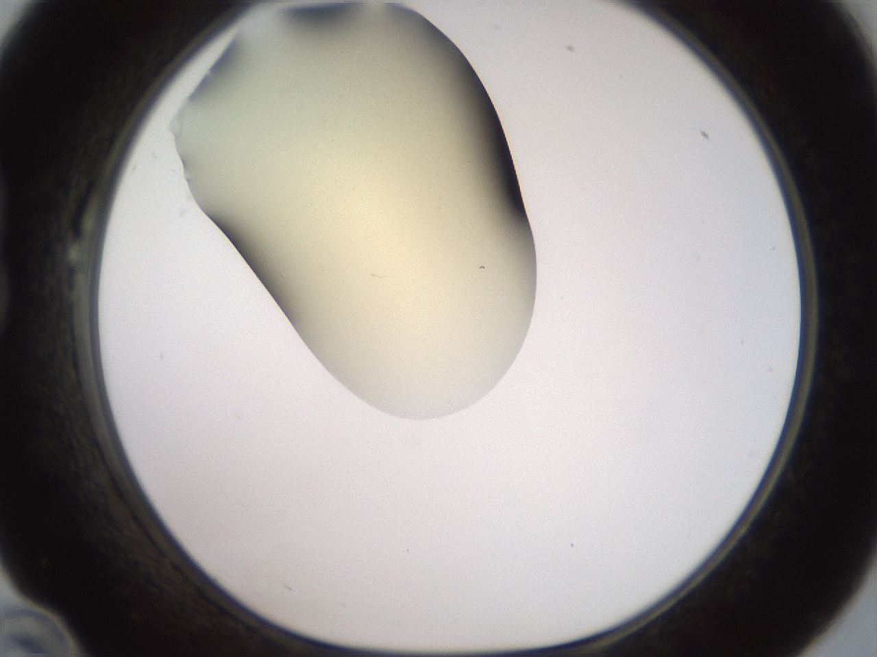 folderID905_plateID1905_batchID8130_wellNum22_profileID1_d1_r127208_ef.jpg