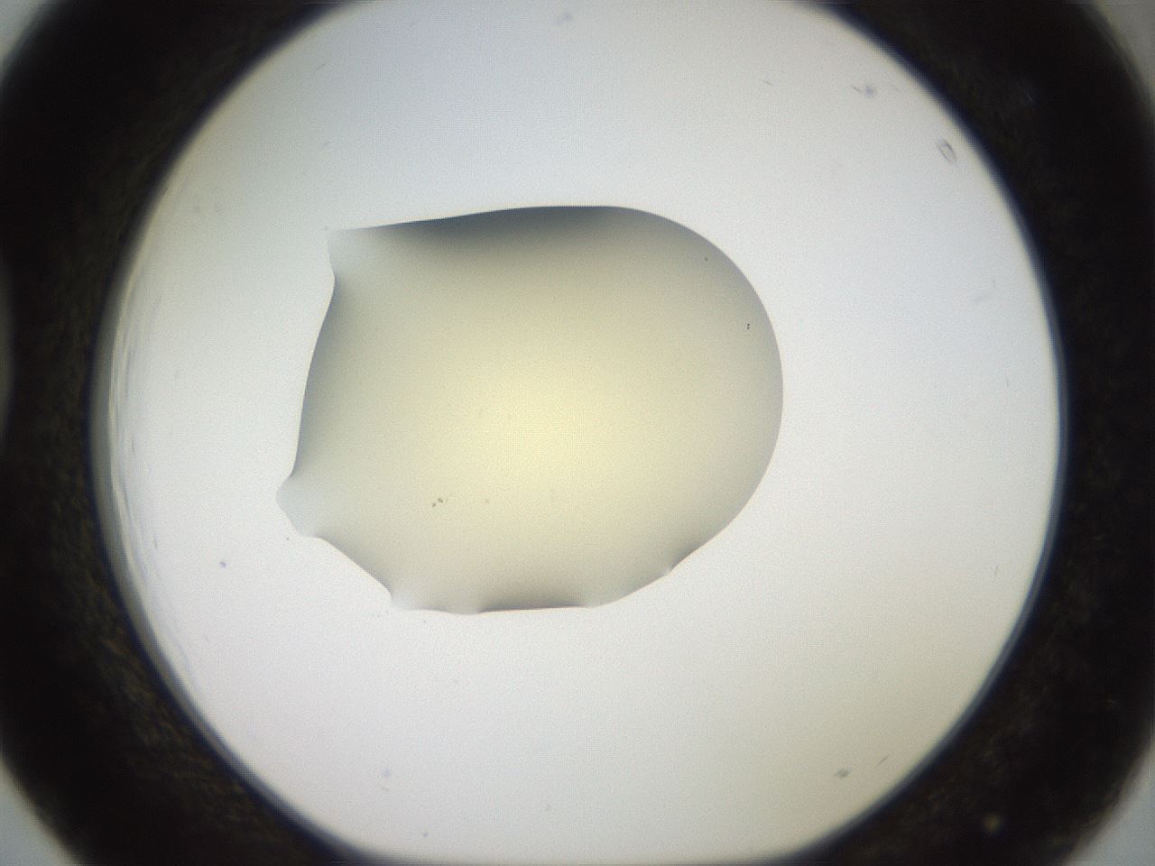 folderID905_plateID1905_batchID8130_wellNum39_profileID1_d1_r127225_ef.jpg