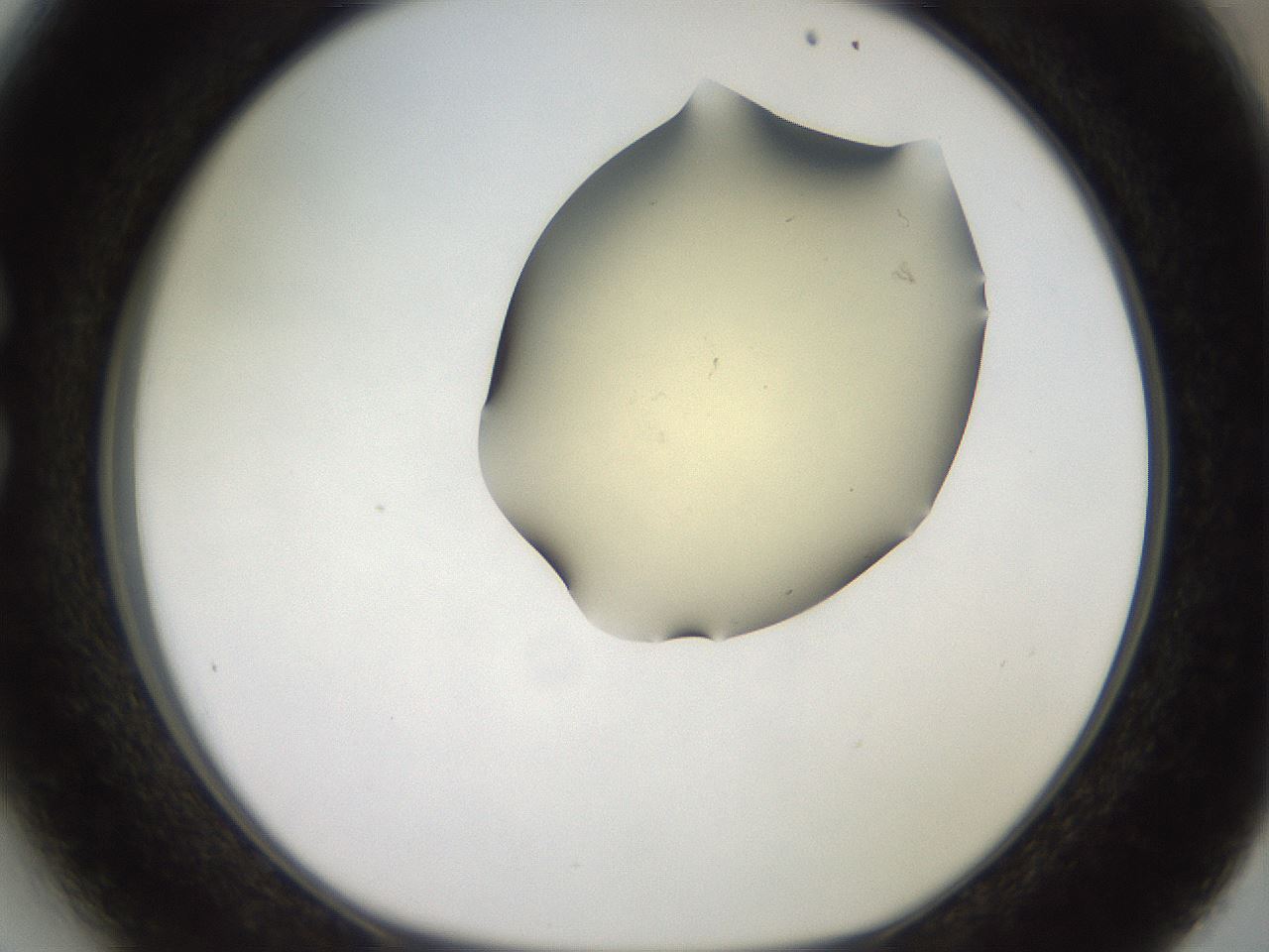 folderID905_plateID1905_batchID8130_wellNum27_profileID1_d1_r127213_ef.jpg